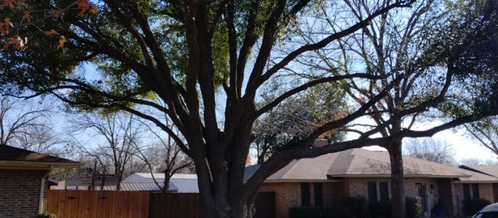 Top-rated landscaping services in Newcastle, TX - Arringtons Landscaping and Tree Trimming