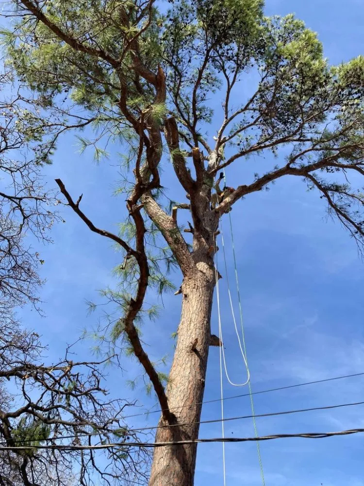 Trusted outdoor landscaping in Newcastle, TX by Arringtons Landscaping and Tree Trimming