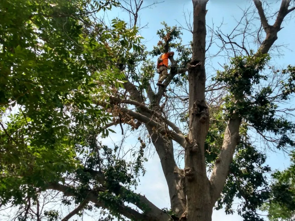 Top-rated garden landscaping in Newcastle, TX - Arringtons Landscaping and Tree Trimming