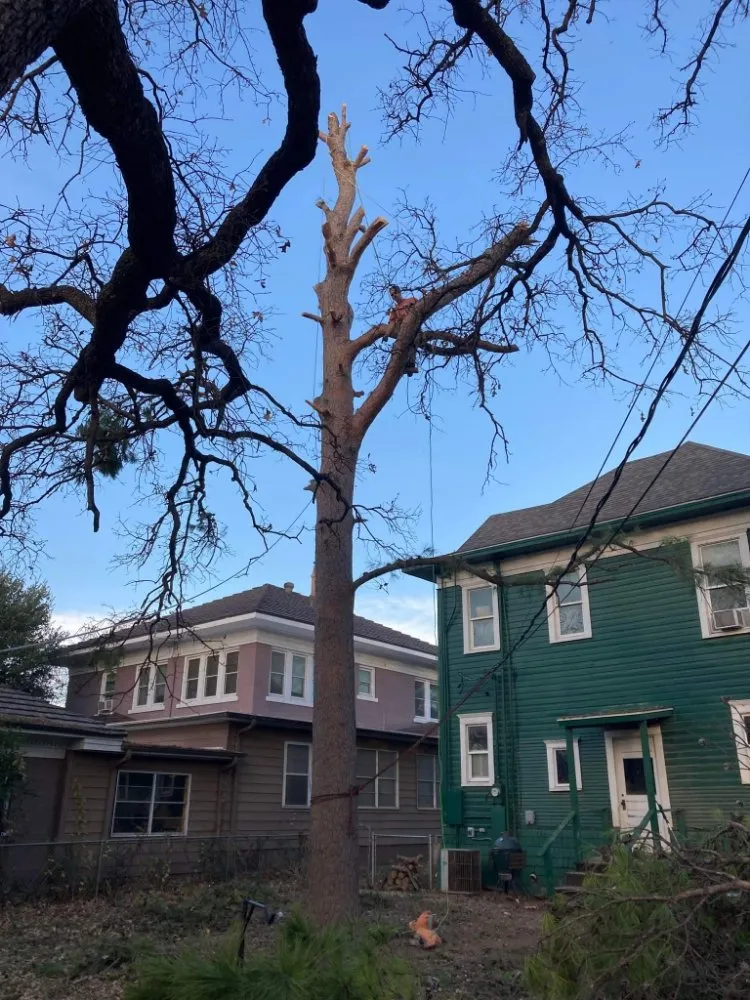 Trusted yard cleanup service in Newcastle, TX by Arringtons Landscaping and Tree Trimming