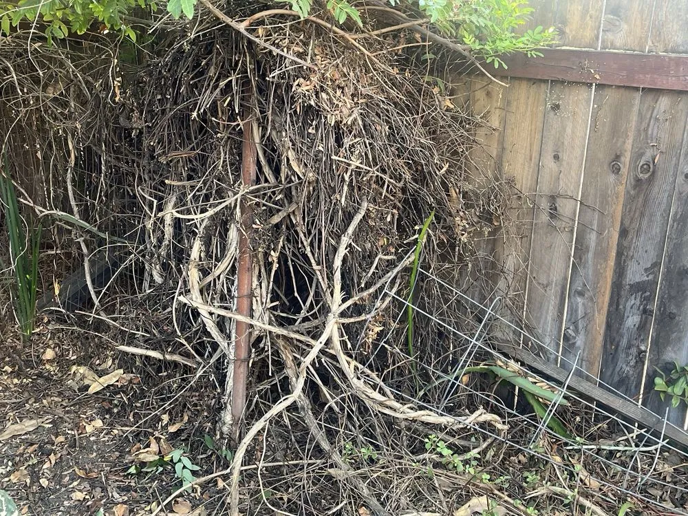 Trusted landscape installation in Valley Center, CA by Arriola Landscape