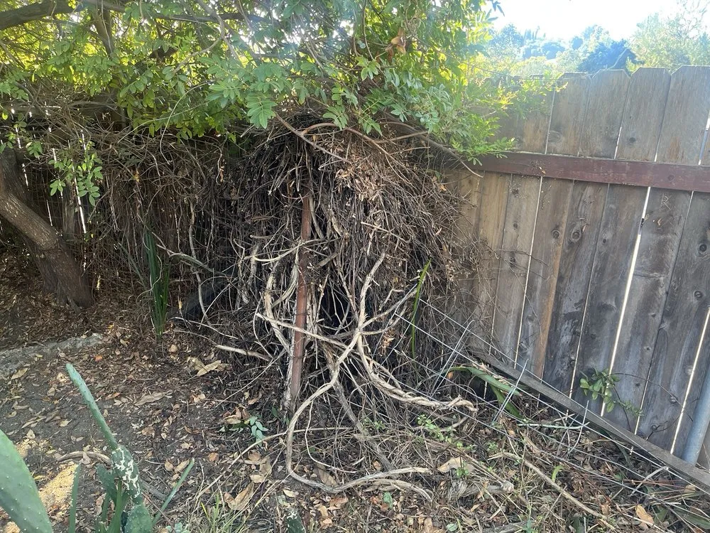 Affordable yard cleanup service for residential properties in Valley Center, CA by Arriola Landscape