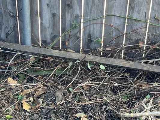 Arriola Landscape Logo