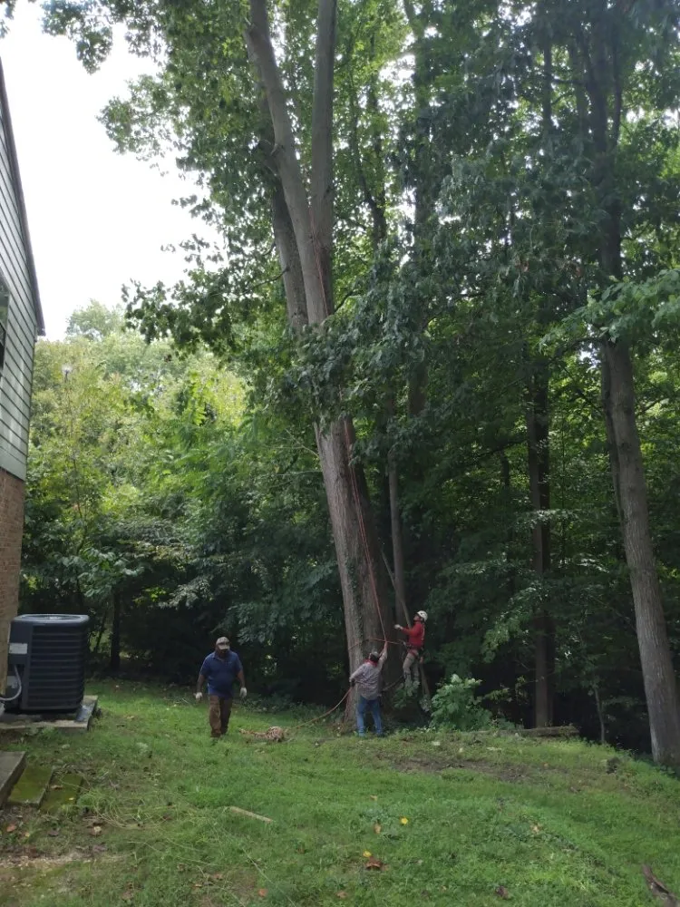 Top-rated landscape design for beautiful yards across Lothian, MD - Arriola property management