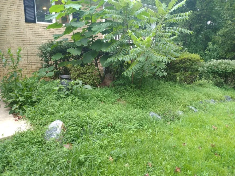Custom yard cleanup service in Lothian, MD - Arriola property management