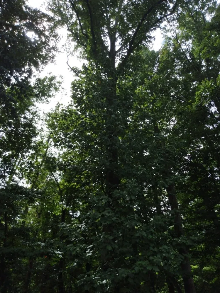 Trusted garden landscaping for outdoor upgrades in Lothian, MD by Arriola property management