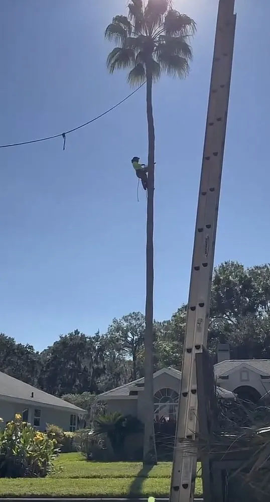 Custom yard cleanup service in Eustis, FL by Arrion’s Tree N Lawn