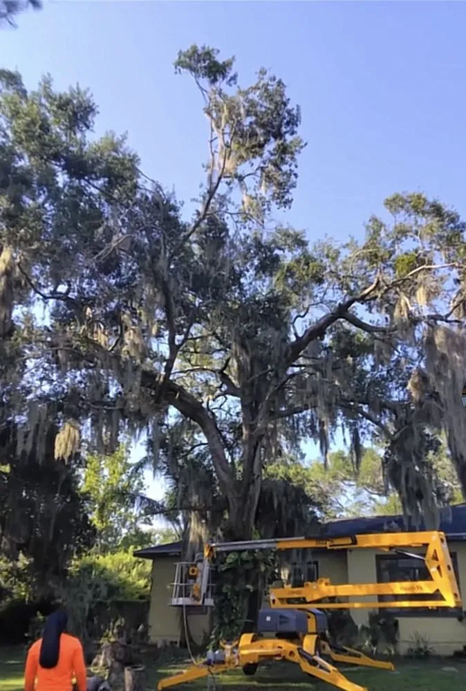 Custom yard cleanup service for homes in Eustis, FL by Arrion’s Tree N Lawn