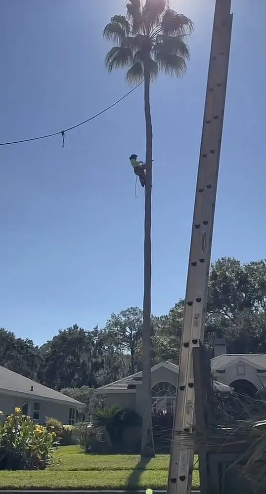 Expert outdoor landscaping for beautiful yards in Eustis, FL by Arrion’s Tree N Lawn