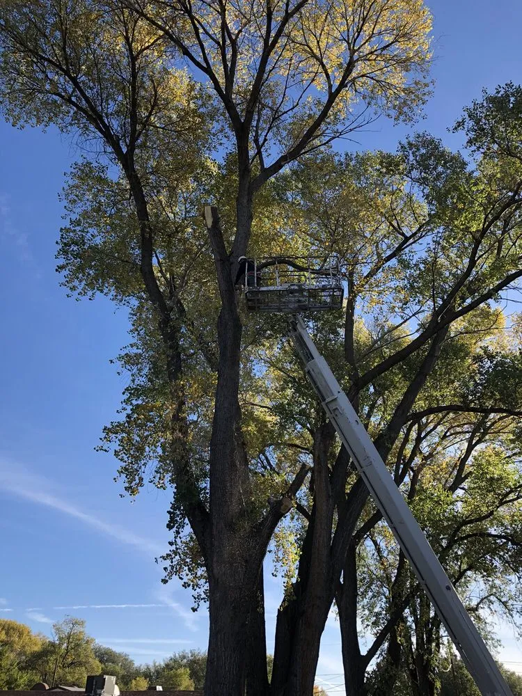 Professional outdoor landscaping near you across Prescott, AZ - Arrow Fire & Land Management