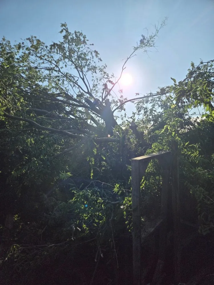 Professional landscaping services in Forney, TX by Arrow H