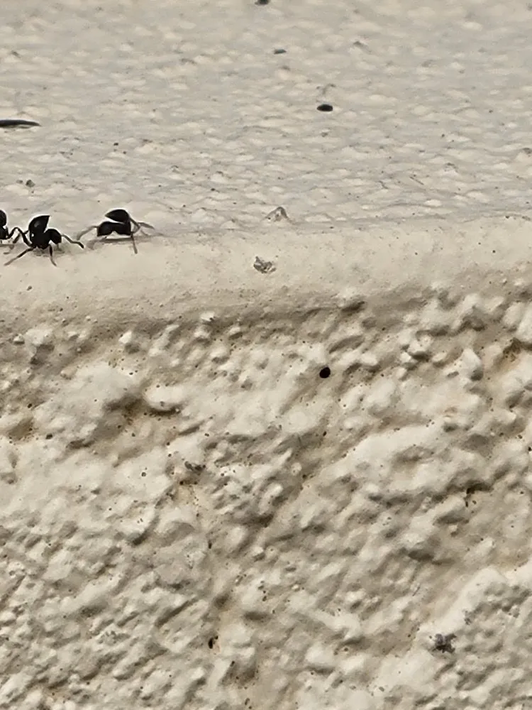 Affordable outdoor landscaping for year-round maintenance across Naples, FL - Arrow Landscaping and Designs