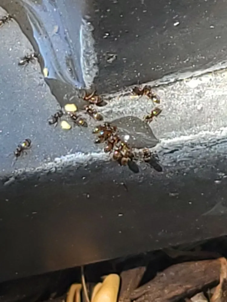 Affordable residential landscaping in Naples, FL by Arrow Landscaping and Designs