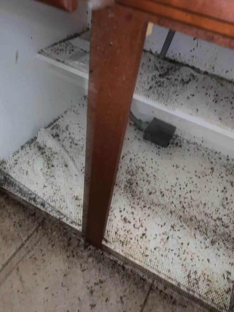 Affordable yard maintenance in Naples, FL - Arrow Landscaping and Designs