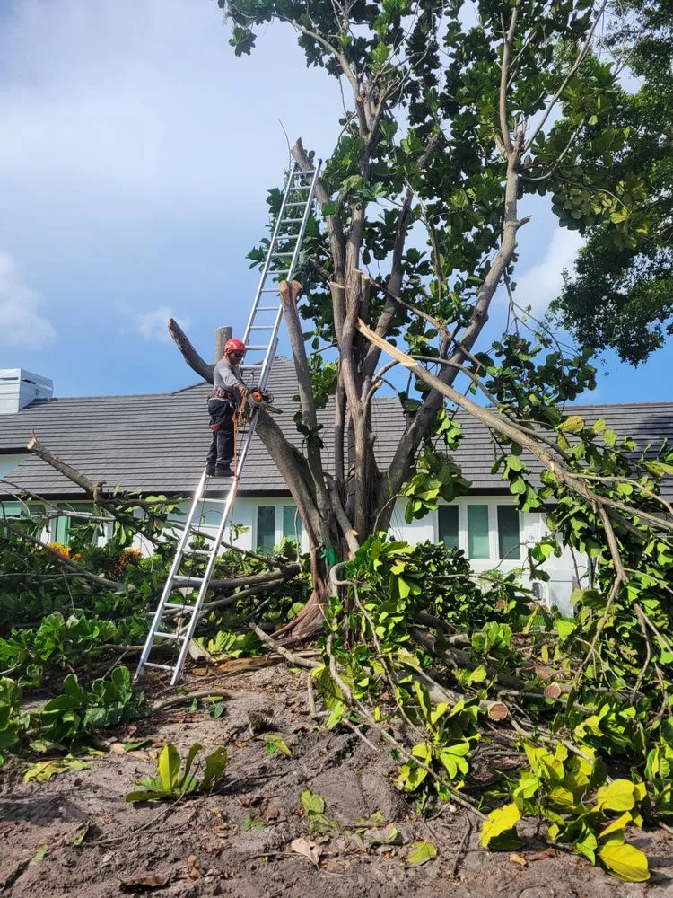 Trusted landscaping services experts serving Naples, FL - Arrow Landscaping and Designs