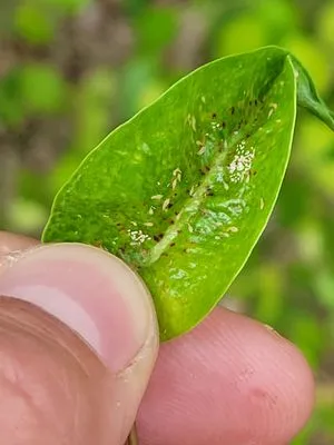 Arrow Landscaping and Designs Logo