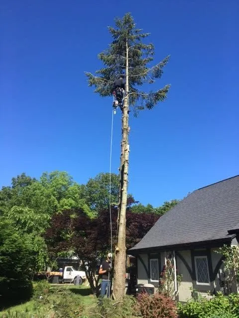 Local landscape design for beautiful yards across Petersburg, MI - Arrow Tree Service