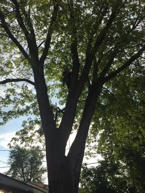 Custom landscape installation with custom design across Petersburg, MI - Arrow Tree Service