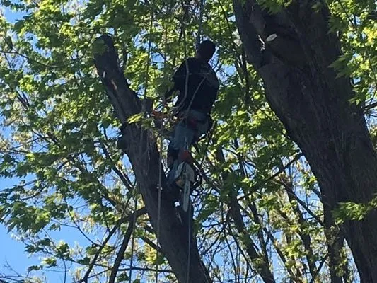 Arrow Tree Service