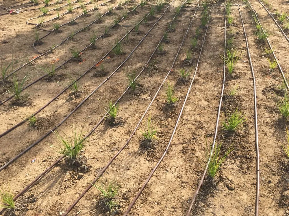 Reliable landscaping services experts serving North Tustin, CA - Arroyo Irrigation