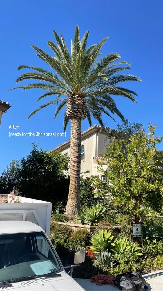 Top-rated outdoor landscaping in Costa Mesa, CA - Arroyo Landscaping