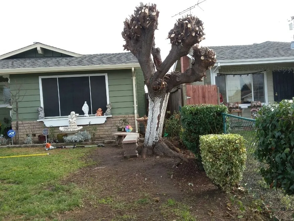 Reliable landscape design in San Jose, CA by Arroyo's Gardening Services