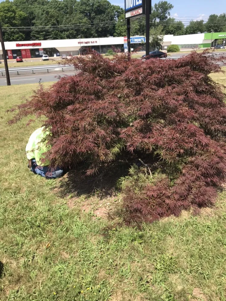 Top-rated lawn mowing service in Wallingford, CT - Arroyo’s landscaping