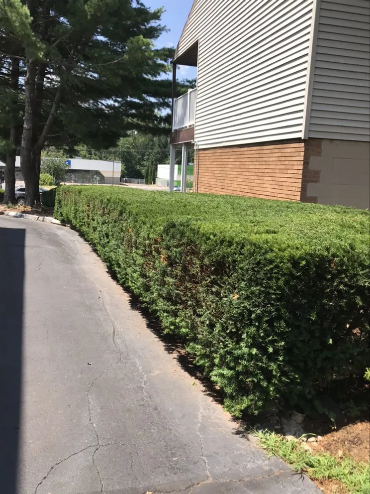 Professional yard cleanup service in Wallingford, CT by Arroyo’s landscaping