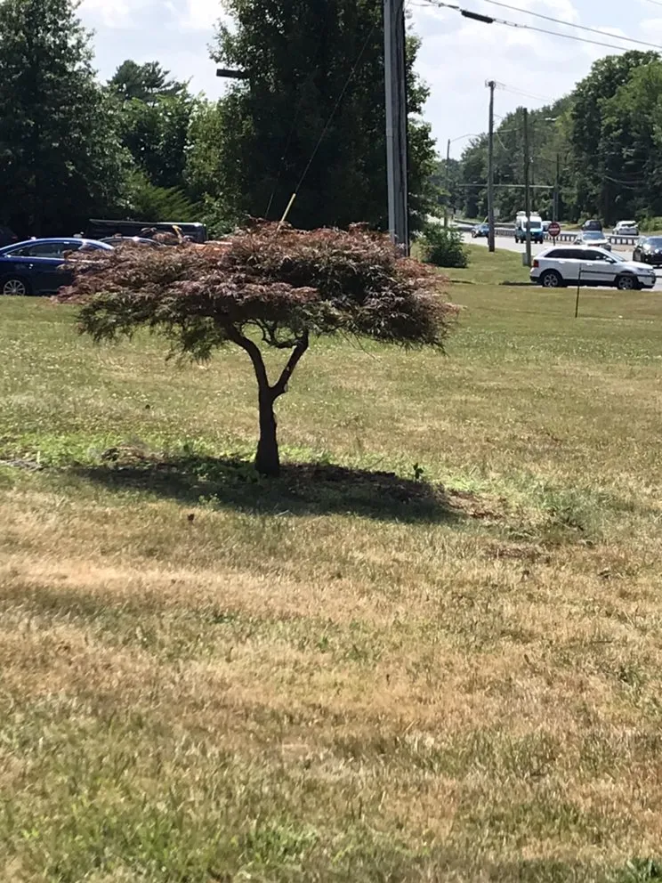 Expert outdoor landscaping for beautiful yards across Wallingford, CT - Arroyo’s landscaping