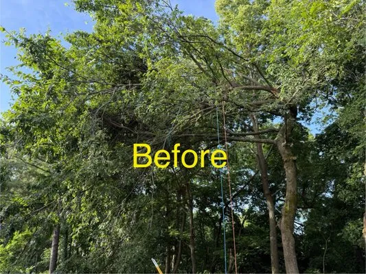 Arroyo’s Tree Service Logo