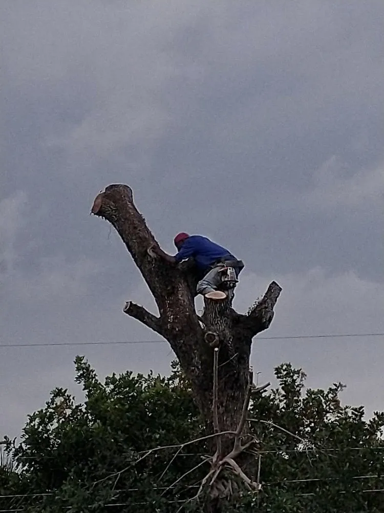 Local residential landscaping in Fort Lauderdale, FL by Art & Tree Landscaping