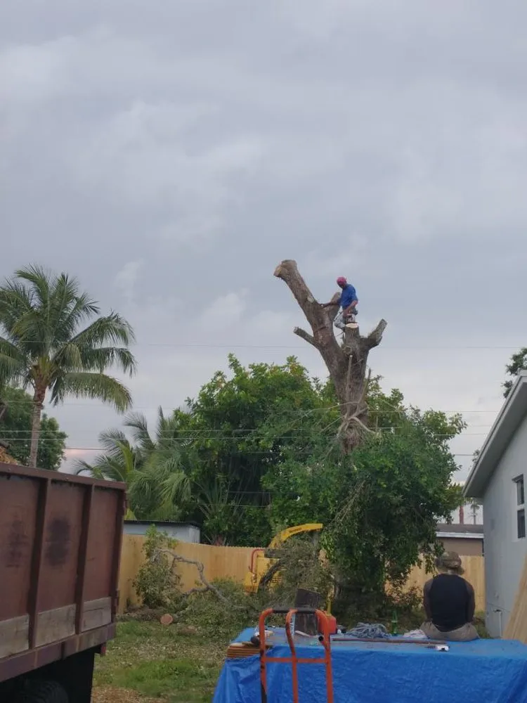 Custom yard cleanup service in Fort Lauderdale, FL by Art & Tree Landscaping