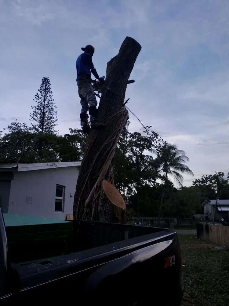 Affordable lawn care service for beautiful yards across Fort Lauderdale, FL - Art & Tree Landscaping