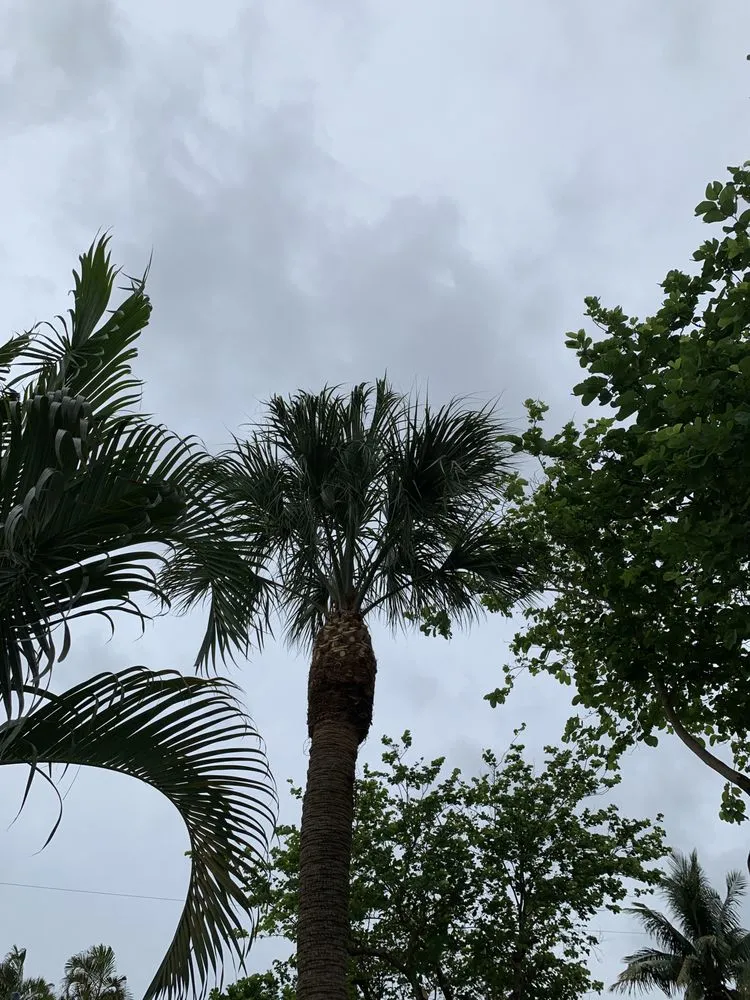 Local landscape design in Fort Lauderdale, FL by Art & Tree Landscaping