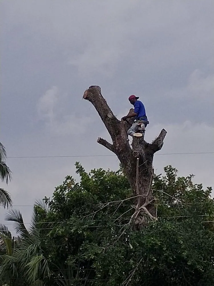 Affordable outdoor landscaping experts serving Fort Lauderdale, FL - Art & Tree Landscaping