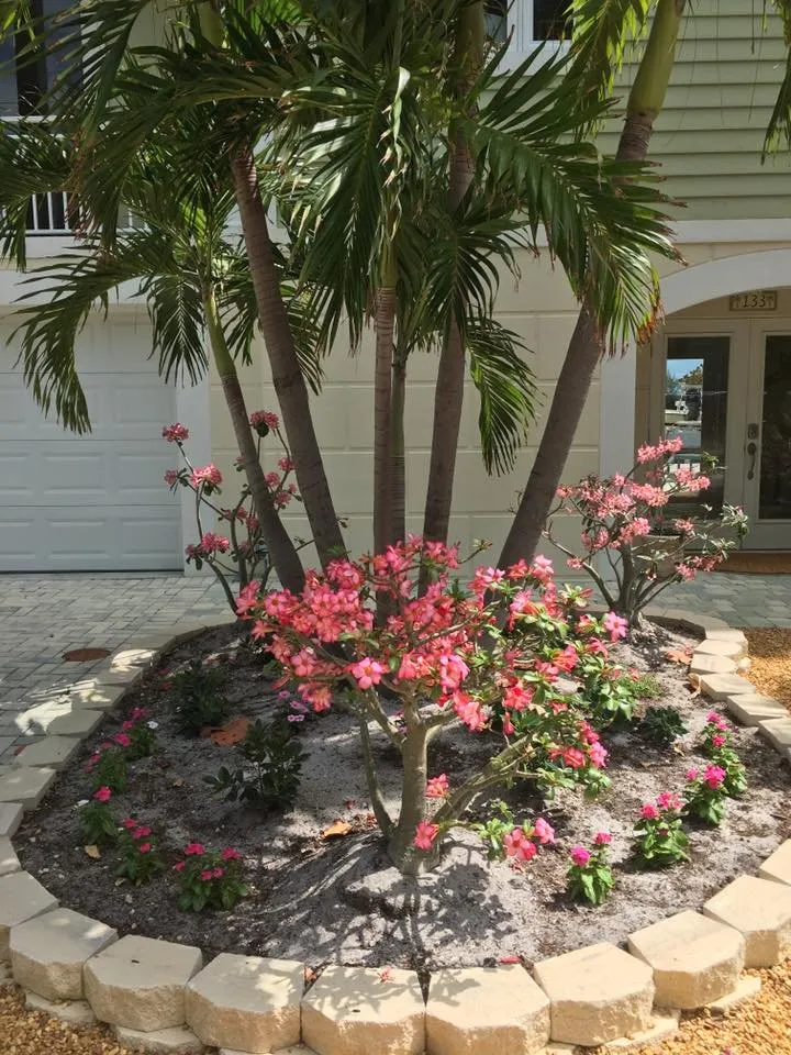Trusted landscaping services for beautiful yards across Fort Lauderdale, FL - Art & Tree Landscaping