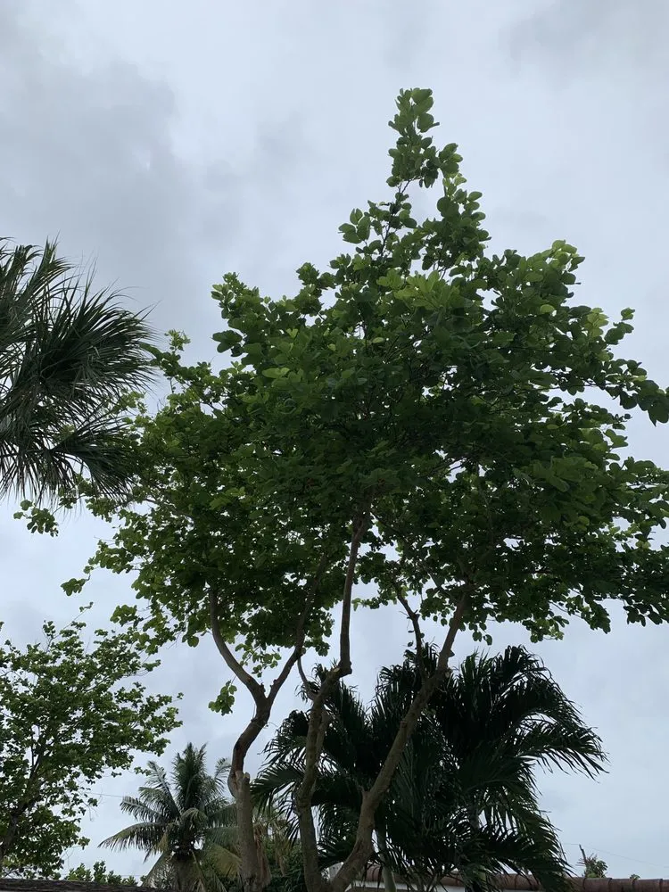 Local garden landscaping for homes across Fort Lauderdale, FL - Art & Tree Landscaping