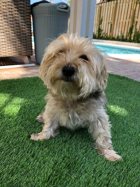 Reliable lawn care service experts serving Miami, FL - Art Grass