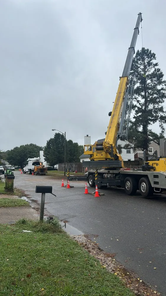 Custom yard cleanup service in Virginia Beach, VA by Art Is Tree