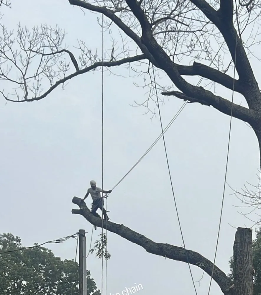 Trusted landscaping services in Virginia Beach, VA - Art Is Tree