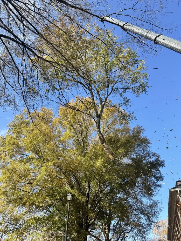 Expert landscape design near you in Virginia Beach, VA by Art Is Tree