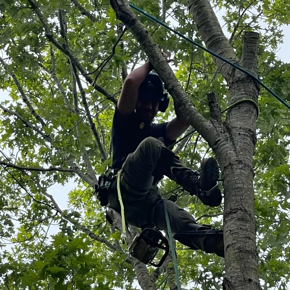 Custom landscape design near you in Virginia Beach, VA by Art Is Tree