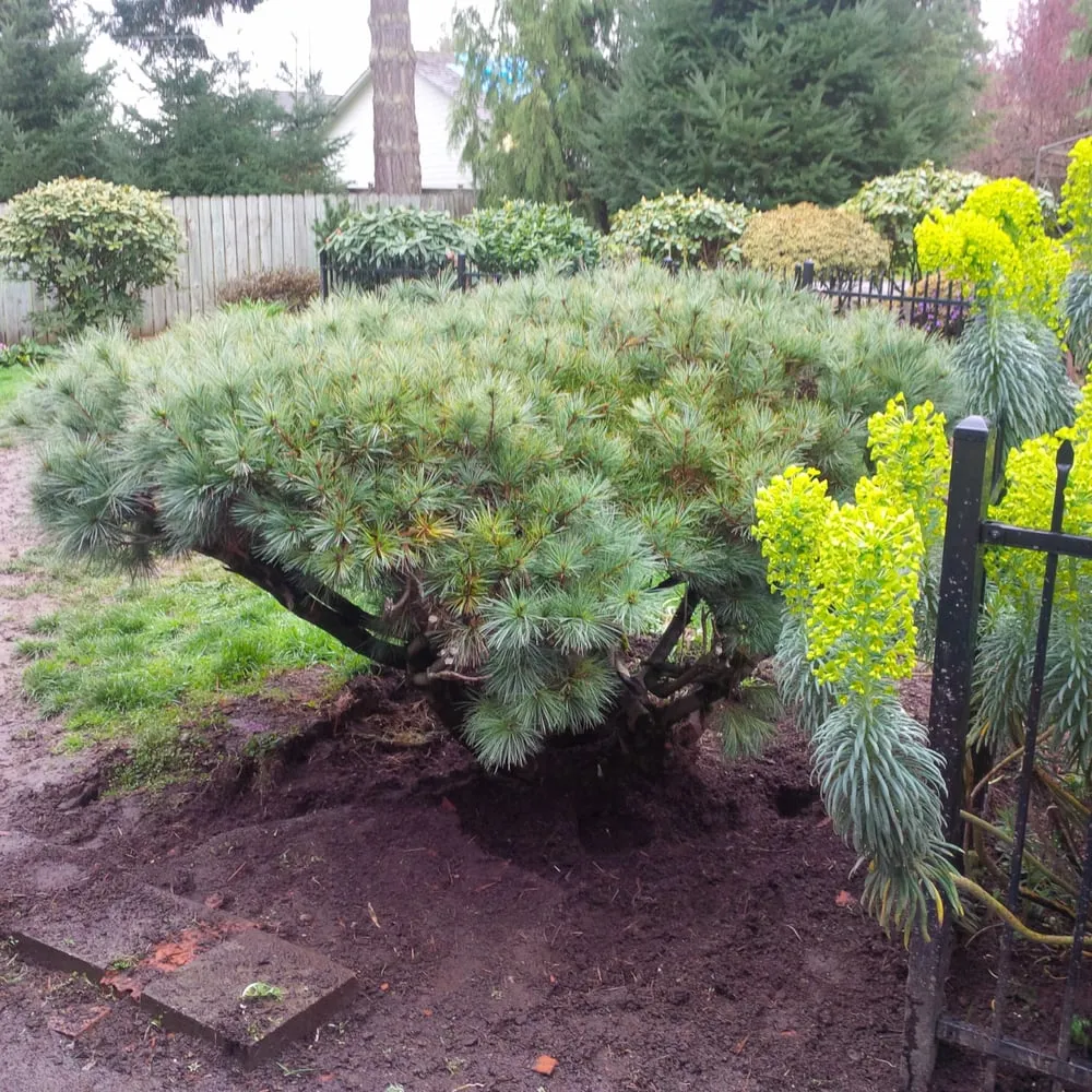 Local lawn care service experts serving Tacoma, WA - Art of Green Landscaping