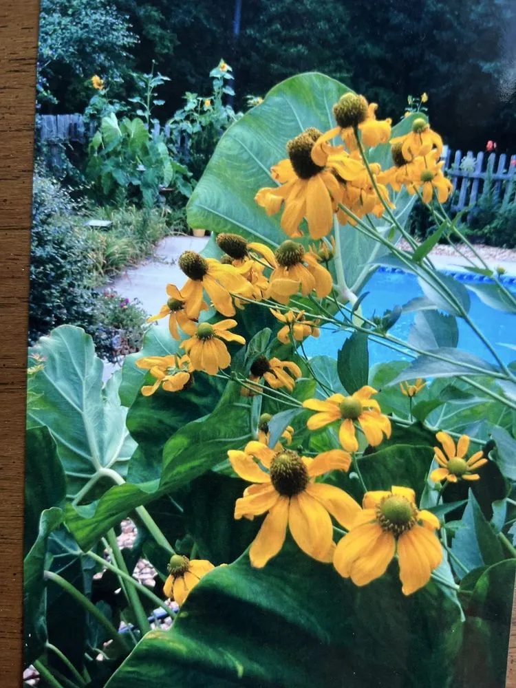 Local residential landscaping for residential properties across Fayetteville, GA - Art of Landscaping