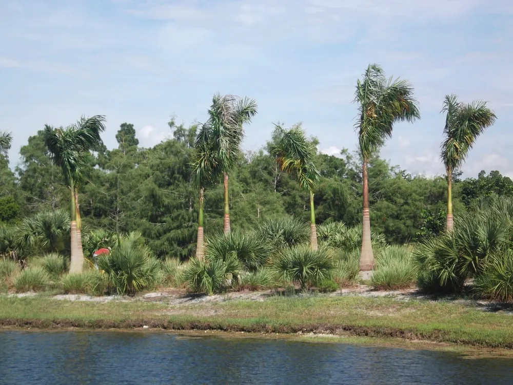 Professional landscaping services near you in Loxahatchee, FL by Art of Palms