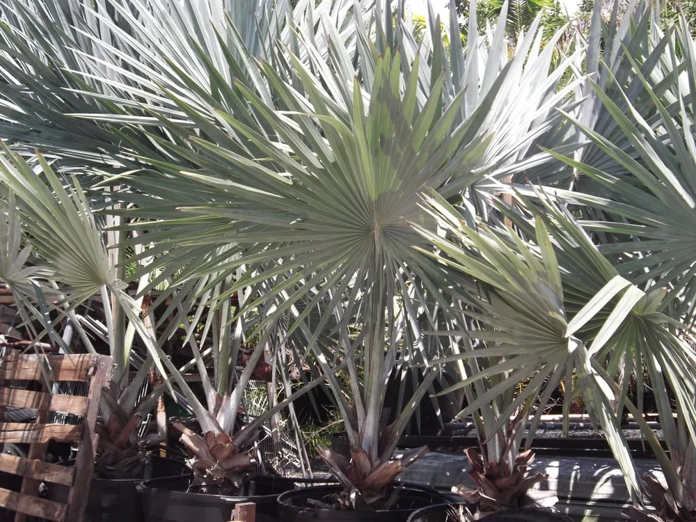 Top-rated yard maintenance in Loxahatchee, FL by Art of Palms