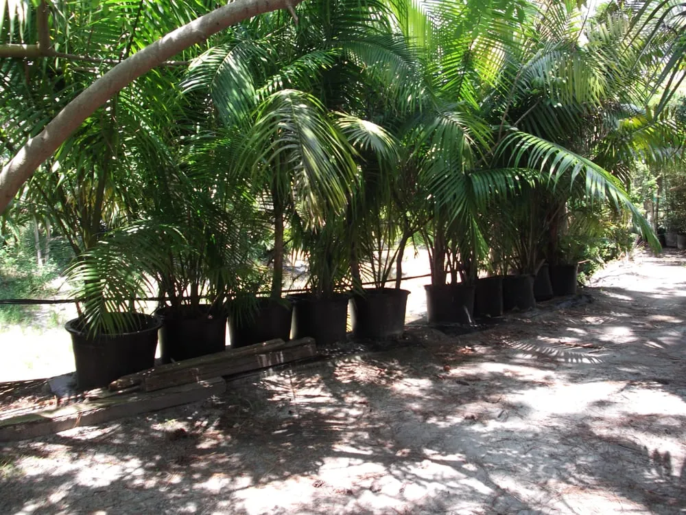 Professional outdoor landscaping experts serving Loxahatchee, FL - Art of Palms