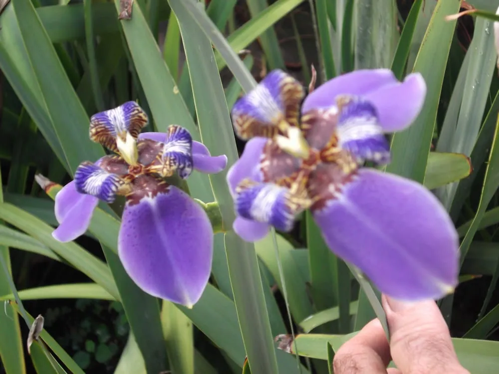 Expert landscaping services experts serving Loxahatchee, FL - Art of Palms