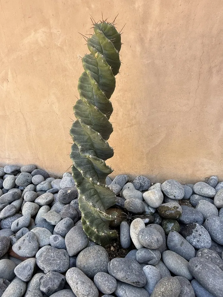 Professional landscape installation in Buena Park, CA - Arteaga's Garden Service