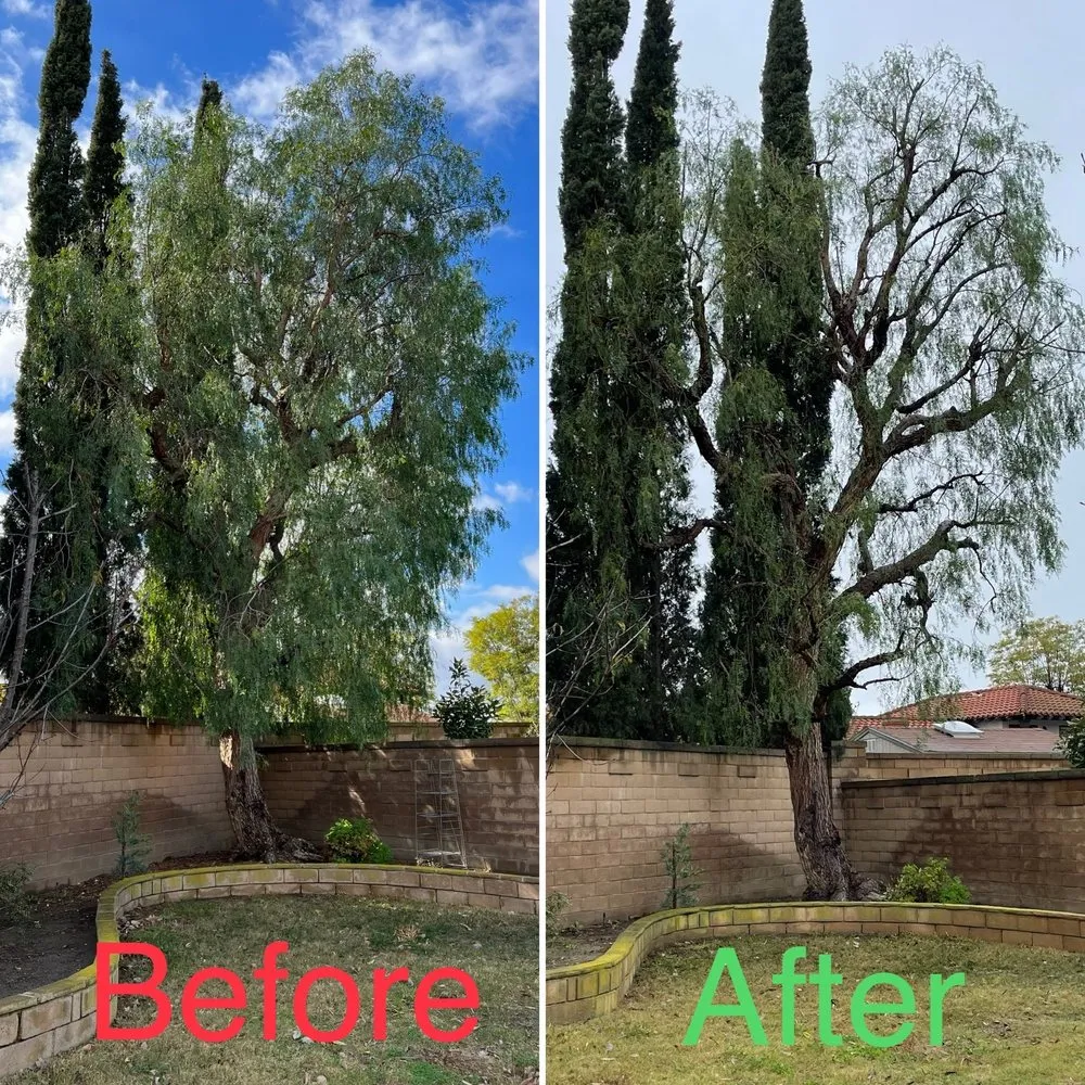 Top-rated lawn care service for year-round maintenance in Buena Park, CA by Arteaga's Garden Service